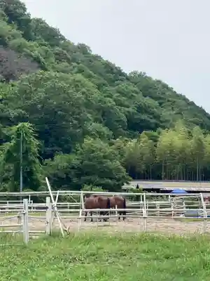 若都王子神社の動物