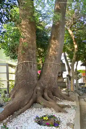 鳩ヶ谷氷川神社(埼玉県)