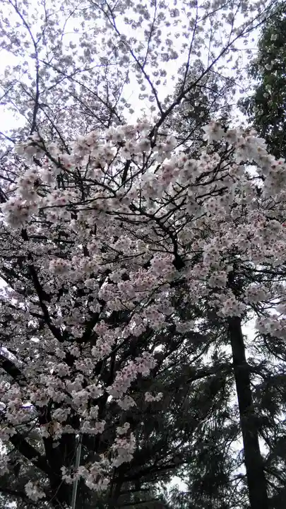 愛宕神社の自然
