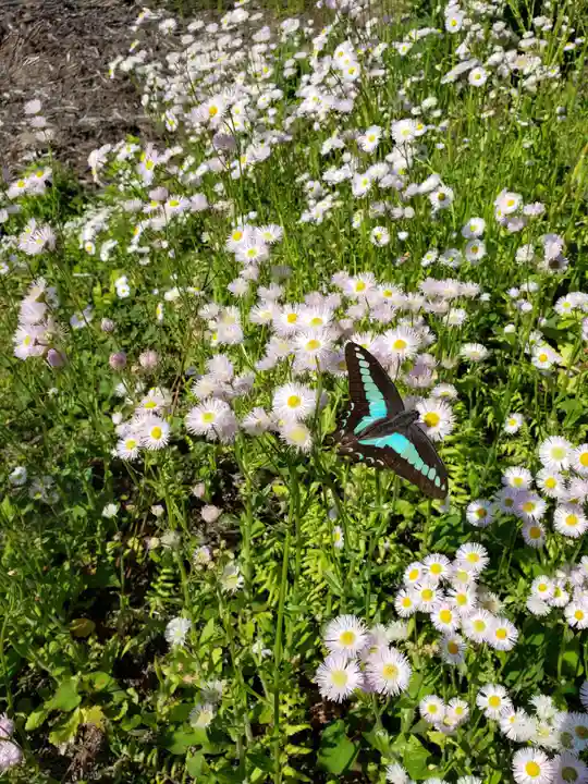諏訪神社の自然