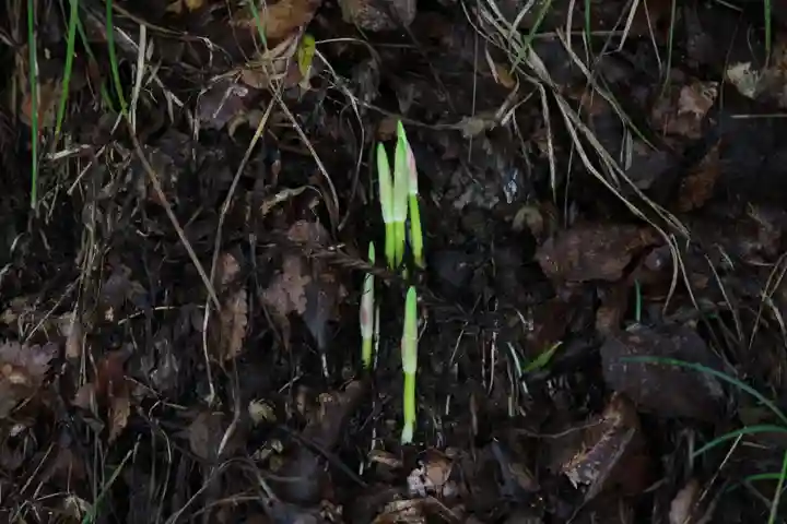 国宝 大法寺の自然