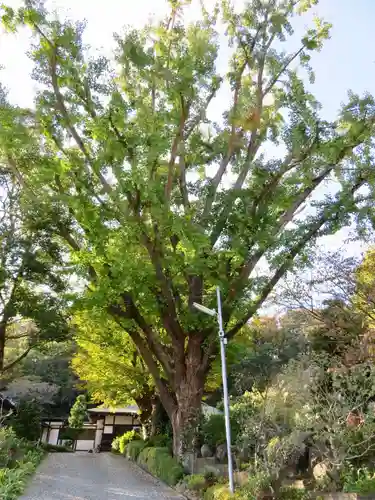 横浜　西方寺の自然