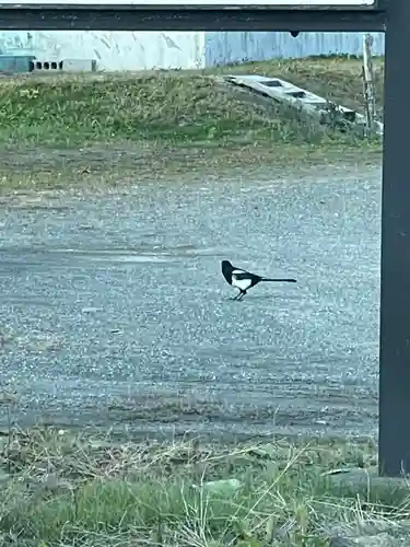 鵡川神社の動物