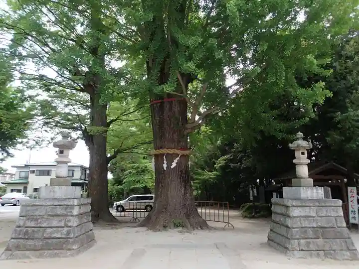 春日部八幡神社の自然