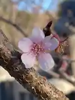 寛永寺不忍池弁天堂の自然