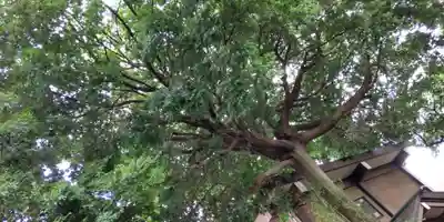 赤堤六所神社の自然