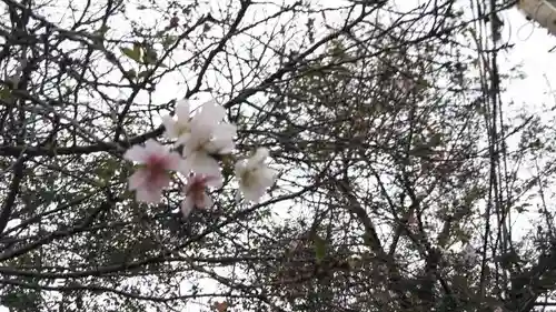 平野神社の自然