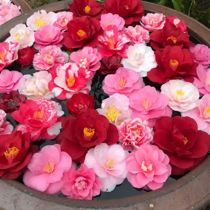 霊鑑寺門跡の手水舎