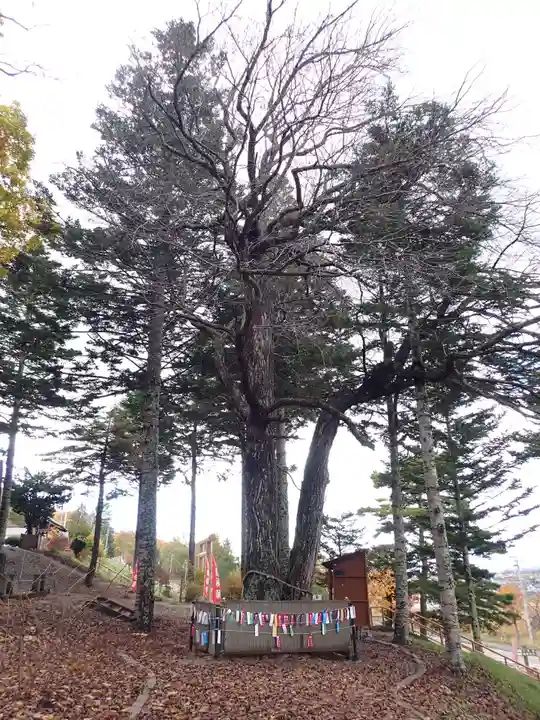 浦幌神社・乳神神社の自然