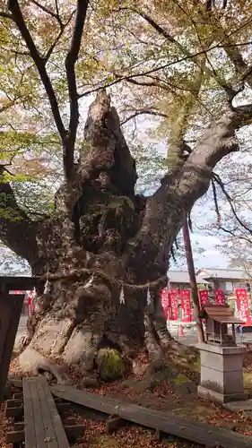 秩父今宮神社の自然