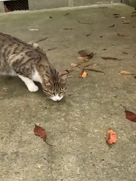 玉野御嶽神社の動物