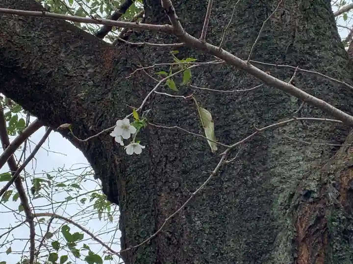 氷川八幡神社の自然