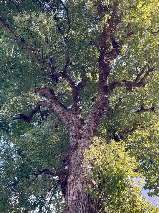 成願寺(神奈川県)