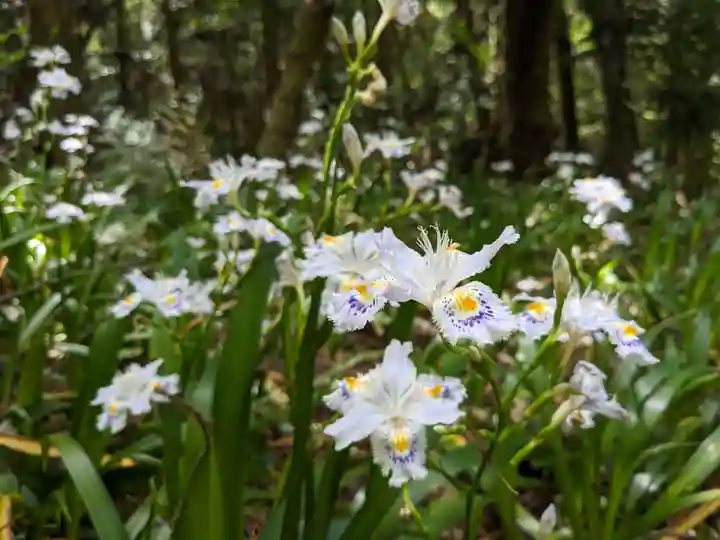 尾張冨士大宮浅間神社の自然