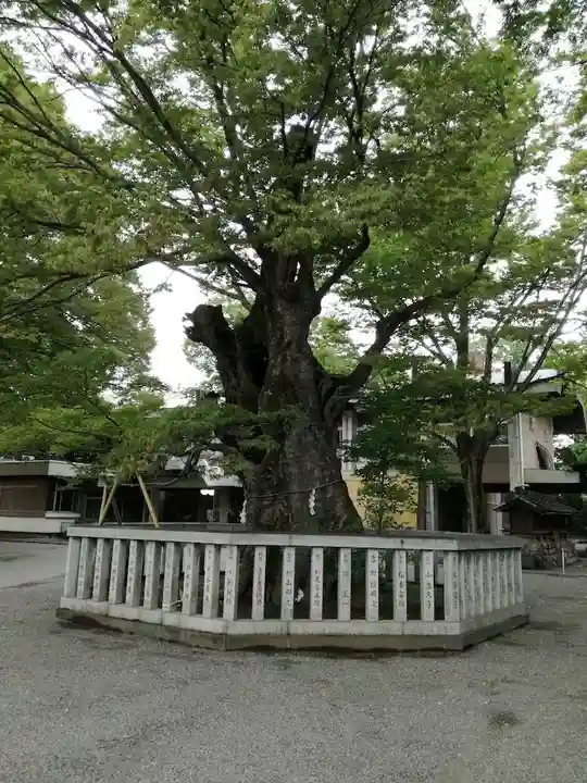 高城神社の自然