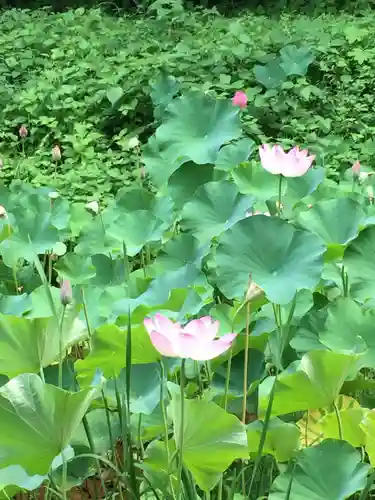 田丸神社の自然