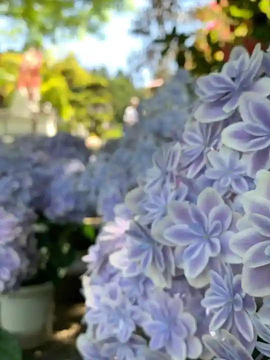 岡寺(龍蓋寺)(奈良県)