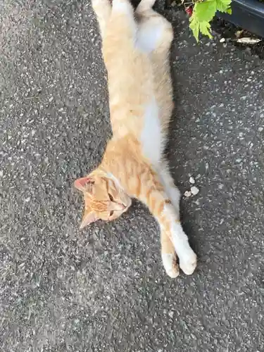 鹿角八坂神社の動物