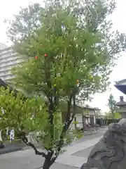 胡録神社の自然