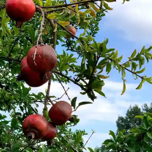 伊勢原 法泉寺の自然