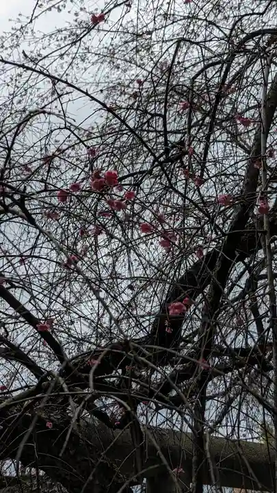 大豊神社(京都府)