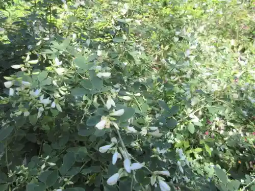 浄光明寺の自然