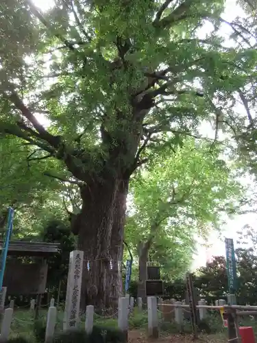 芝東照宮の自然