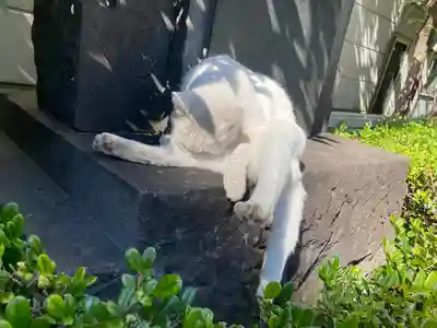城岡神社の動物