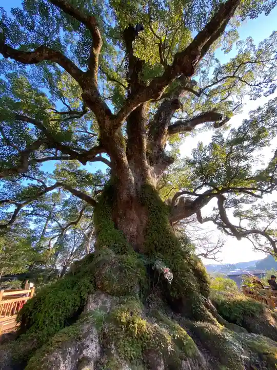 蒲生八幡神社の自然