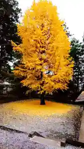 下野 星宮神社の自然(2019年11月28日(木) 12時37分46秒投稿)
