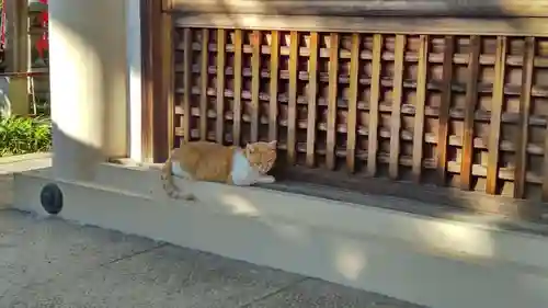 大江神社の動物
