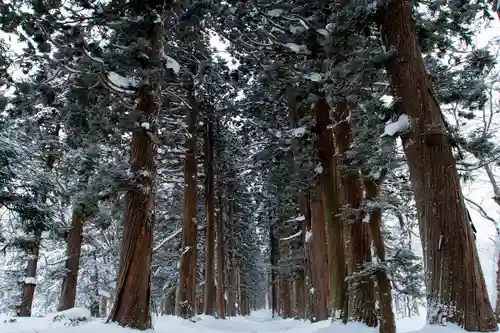 戸隠神社奥社の自然