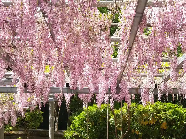 阿智神社の自然