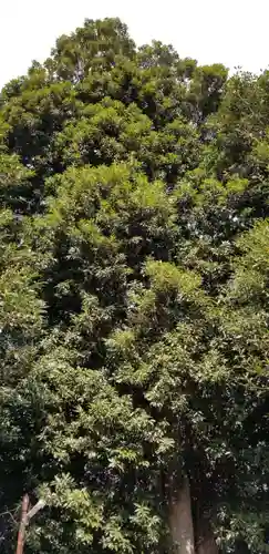 金山神社の自然