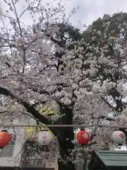 桜神宮の自然