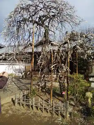 金剛院（仏性寺）の自然
