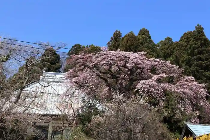 妙養寺の本殿