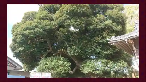 九重神社(埼玉県)