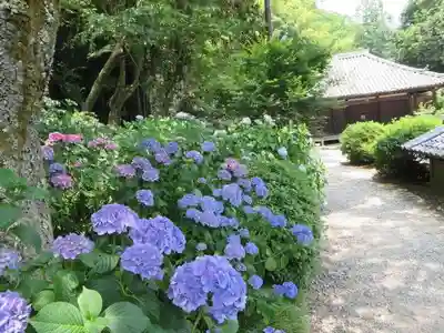 矢田寺(奈良県)