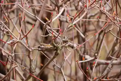 大鏑神社の自然
