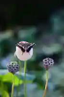 浄土寺(兵庫県)