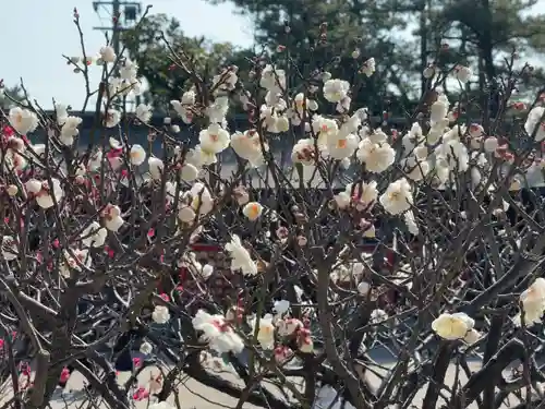 白山神社(新潟県)