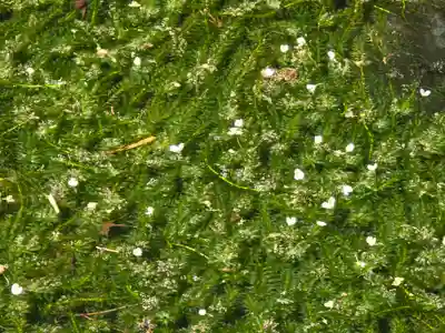 久安寺(大阪府)