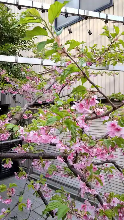 十番稲荷神社の自然