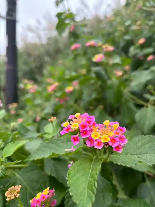 江島神社の自然