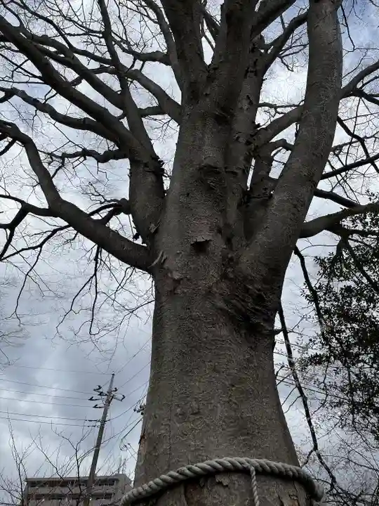 別雷皇太神の自然