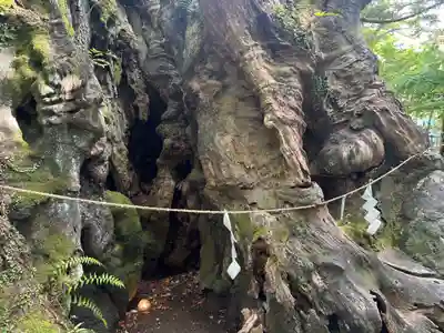 來宮神社(静岡県)
