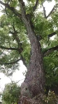 蒲田八幡神社(東京都)