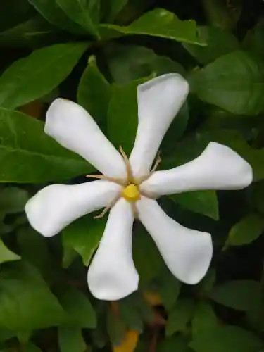 阿智神社の自然