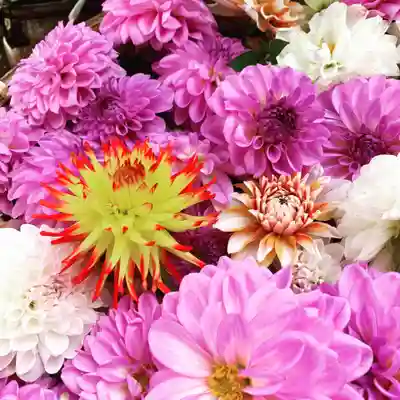 豊景神社の手水舎